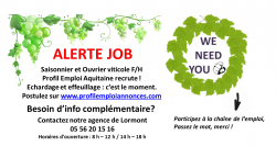 Recrutement en cours jobs et métiers : travaux de la vigne